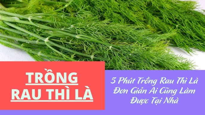 Cách Trồng Cây Rau Cần Nước Đơn Giản Tại Nhà Đạt Năng Suất Cao