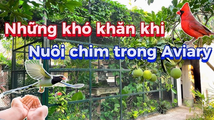 Nên Trồng Cây Gì Trong Aviary: Hướng Dẫn Chi Tiết Tạo Không Gian Sống Lý Tưởng Cho Chim