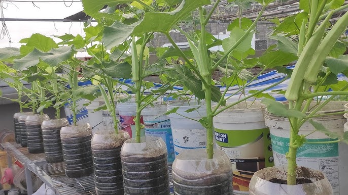 Cách Trồng Cây Đậu Bắp Trong Chậu Từ A Đến Z Đạt Năng Suất Cao