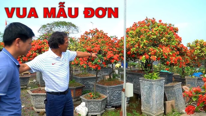 Cách Chăm Sóc Cây Mẫu Tử Toàn Diện: Bí Quyết Cho Cây Xanh Tươi