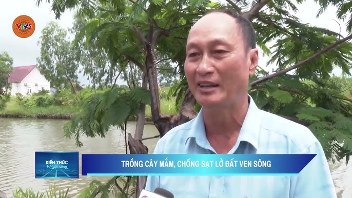 Bờ Ao Nên Trồng Cây Gì: Phân Tích Chuyên Sâu Các Loại Cây Chống Xói Mòn Hiệu Quả