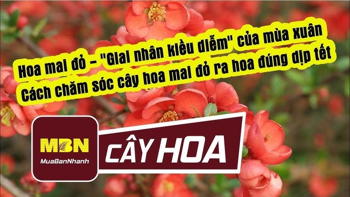 Cách Chăm Sóc Cây Mai Ra Hoa Đúng Tết: Lịch Trình Chi Tiết Từ A Đến Z