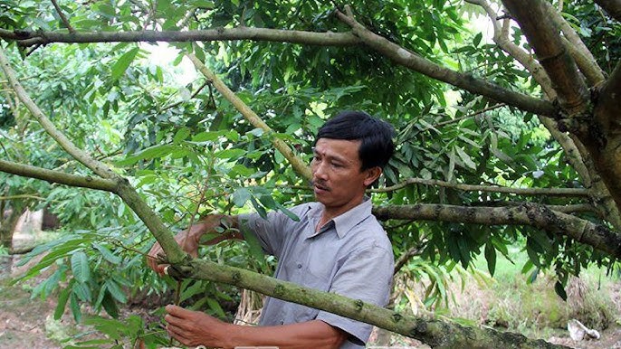 Cách Chăm Sóc Cây Nhãn Đạt Năng Suất Cao Nhất
