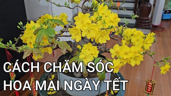 Cách Chăm Cây Mai Ngày Tết Chuẩn Nhất Giúp Hoa Vàng Bền Đẹp