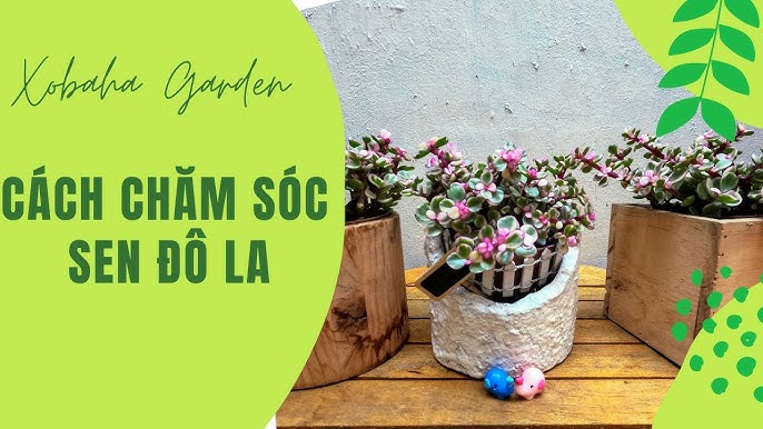 Cách Chăm Sóc Cây Sen Đô La Toàn Diện: Bí Quyết Từ Chuyên Gia Bonsai Ba Miền