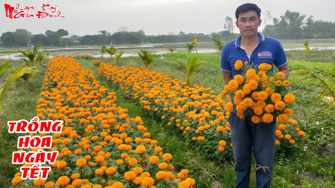 Cách Trồng Cây Hoa Vạn Thọ Thành Công Từ A Đến Z Cho Vụ Tết