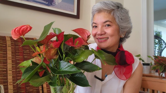 Cách Chăm Sóc Cây Hồng Môn Đỏ Phát Triển Khỏe Mạnh Từ Chuyên Gia