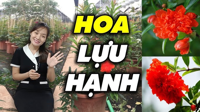 Cách Chăm Sóc Cây Lựu Hạnh Đỏ Đúng Kỹ Thuật Ra Hoa Quanh Năm
