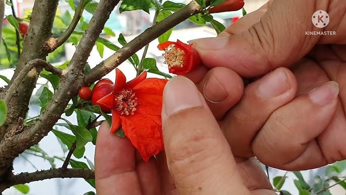 Cách Chăm Sóc Cây Lựu Hạnh Đỏ Đúng Kỹ Thuật Ra Hoa Quanh Năm