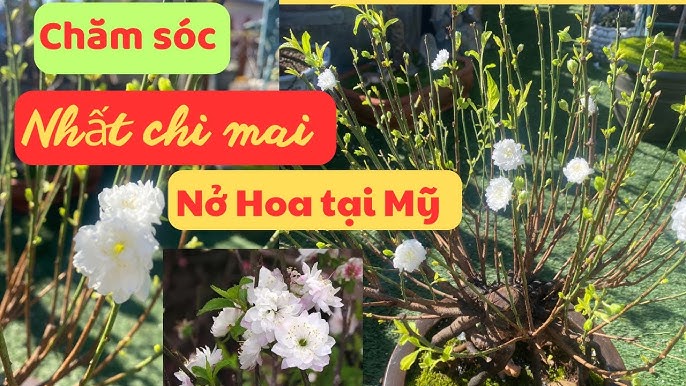 Cách Chăm Sóc Cây Mai Để Ra Hoa Đúng Dịp Và Đạt Chất Lượng Cao