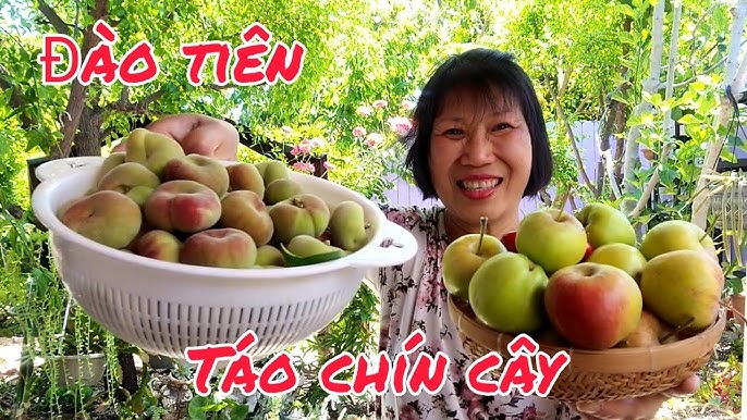 Cách Trồng Cây Táo Mỹ: Hướng Dẫn Kỹ Thuật Chi Tiết Cho Năng Suất Vượt Trội