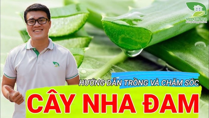 Cách Chăm Sóc Cây Nha Đam Toàn Diện Từ A Đến Z Đạt Năng Suất Cao