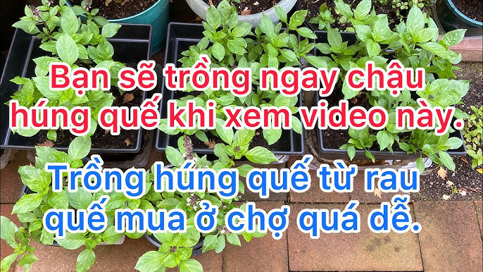 Cách Chăm Sóc Cây Rau Húng Quế Toàn Diện Tươi Tốt Quanh Năm