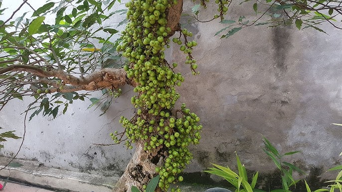 Cách Chăm Sóc Cây Sung Bonsai Để Sai Trái Quanh Năm Theo Chuẩn Chuyên Gia