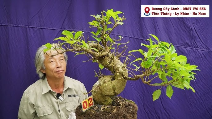Cách Chăm Sóc Cây Sung Bonsai Để Sai Trái Quanh Năm Theo Chuẩn Chuyên Gia