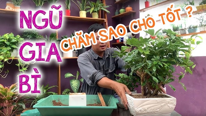 Cách Chăm Sóc Cây Ngũ Gia Bì Để Bàn Phát Triển Xanh Tốt Và Bền Vững