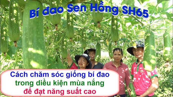 Cách Chăm Sóc Cây Bí Xanh Đạt Năng Suất Cao Nhất