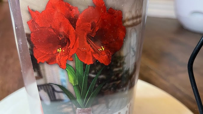 Cách Trồng Cây Huệ Đỏ Chi Tiết Từ A Đến Z: Hướng Dẫn Kỹ Thuật Chuyên Sâu