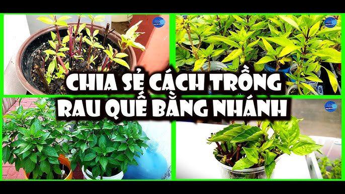 CÁCH TRỒNG CÂY CHIA TẠI NHÀ: Hướng Dẫn Chi Tiết Từ A Đến Z Cho Năng Suất Cao