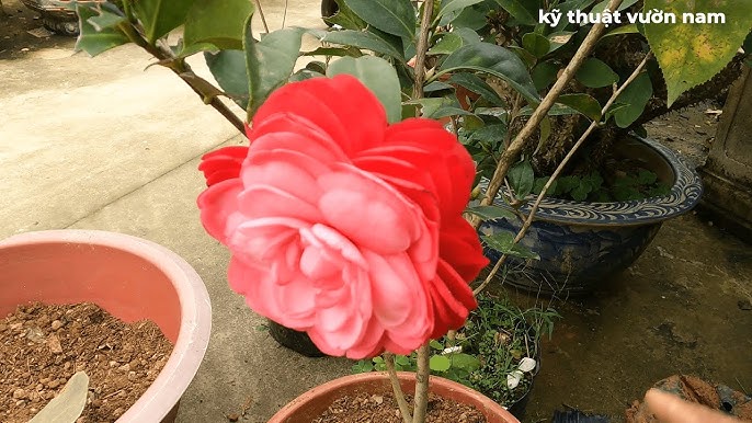 Cách Chăm Sóc Cây Trà Mi Đạt Chuẩn Chuyên Gia Tại Nhà