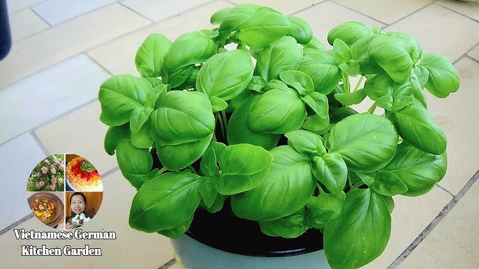 Cách Trồng Cây Basil: Hướng Dẫn Chi Tiết Từ Gieo Hạt Đến Thu Hoạch Vô Tận