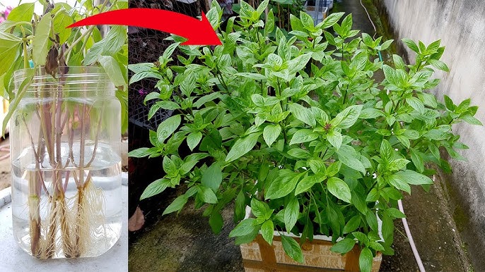 Cách Trồng Cây Basil: Hướng Dẫn Chi Tiết Từ Gieo Hạt Đến Thu Hoạch Vô Tận