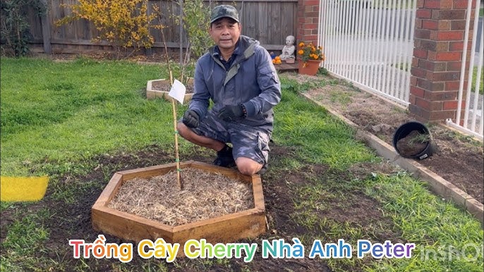 Cách Chăm Sóc Cây Cherry Chuyên Sâu: Kỹ Thuật Trồng Trọt Và Phân Bón
