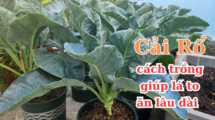 Cách Trồng Cây Cải Rổ: Hướng Dẫn Kỹ Thuật Chuyên Sâu Từ A Đến Z