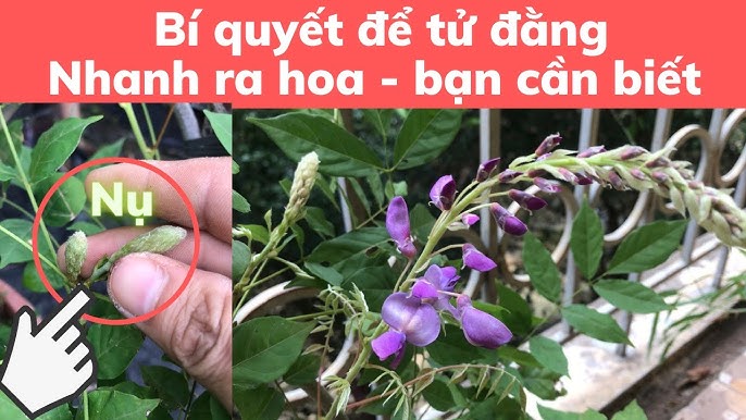 Cách Chăm Sóc Cây Tử Đằng: Hướng Dẫn Chi Tiết Từ A Đến Z Cho Cây Ra Hoa