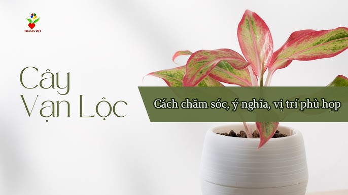 Cách Chăm Sóc Cây Vạn Lộc: Bí Quyết Phát Triển Rực Rỡ Và Thu Hút Tài Lộc