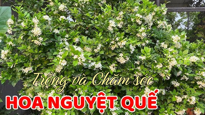 Cách Chăm Sóc Cây Nguyệt Quế Ra Hoa Quanh Năm Đạt Hiệu Quả Cao Nhất