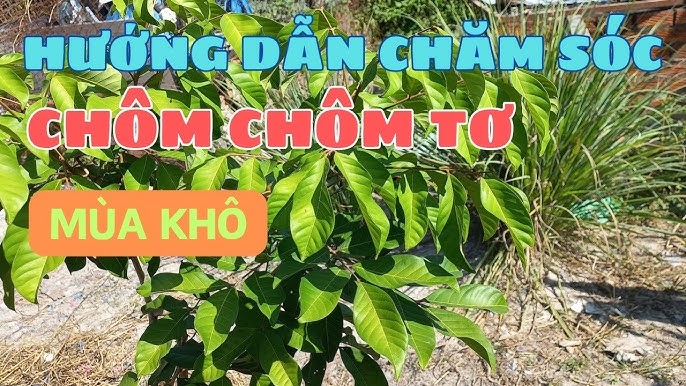 Cách Chăm Sóc Cây Chôm Chôm Toàn Diện Từ Trồng Đến Thu Hoạch