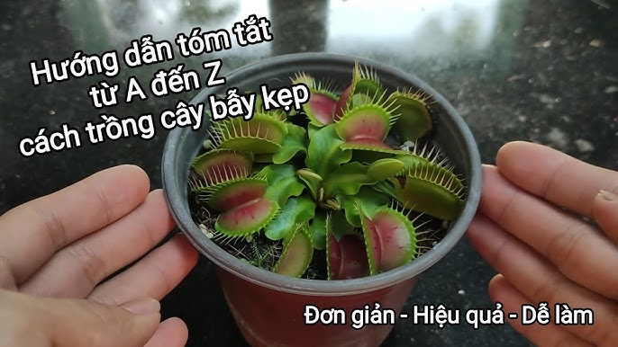 Cách Trồng Cây Lê Hàn Quốc Thành Công Toàn Diện Từ A Đến Z