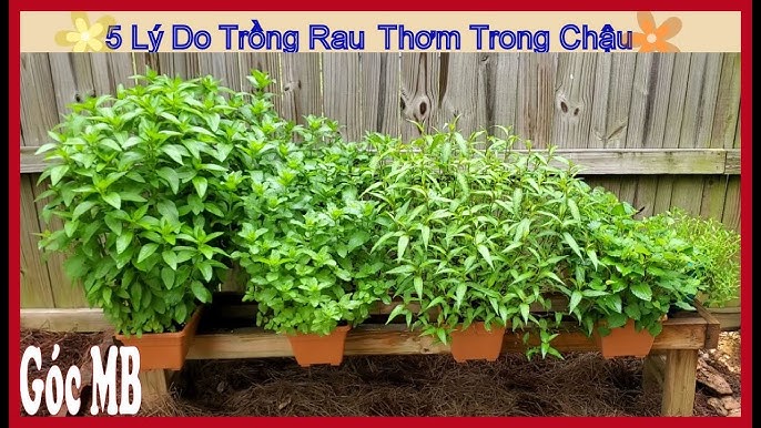 CÁCH TRỒNG CÂY CHIA TẠI NHÀ: Hướng Dẫn Chi Tiết Từ A Đến Z Cho Năng Suất Cao