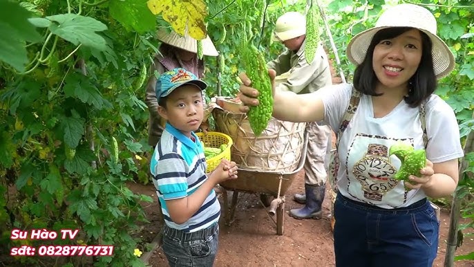 Cách Trồng Cây Vọng Cách Từ A Đến Z Đạt Năng Suất Cao Nhất