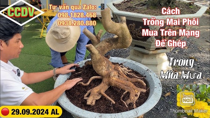 Cách Trồng Cây Mai Mới Bứng Thành Công: Hướng Dẫn Kỹ Thuật Chuyên Sâu Từ Nhà Vườn