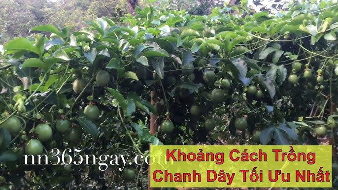 Cách Chăm Sóc Cây Cà Chua Chuẩn Nhất: Kỹ Thuật Trồng Và Chăm Bón Tối Ưu