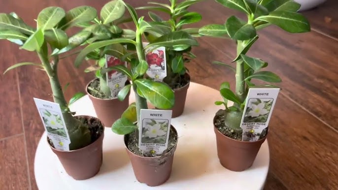 Cách Trồng Cây Sứ Con: Hướng Dẫn Chi Tiết Từ A Đến Z Để Cây Nhanh Lớn