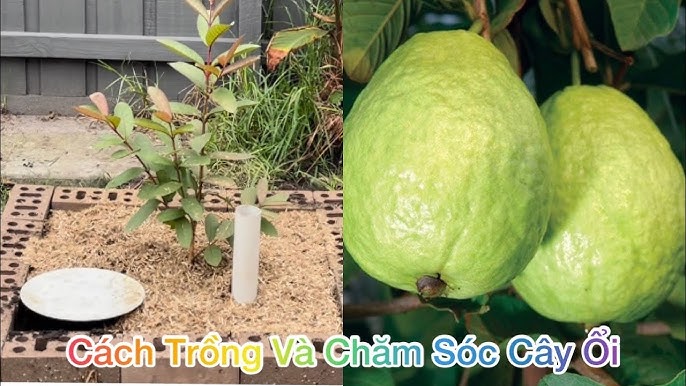 Cách Chăm Sóc Cây Ổi Lê Giòn Ngọt Đạt Chuẩn Năng Suất Cao