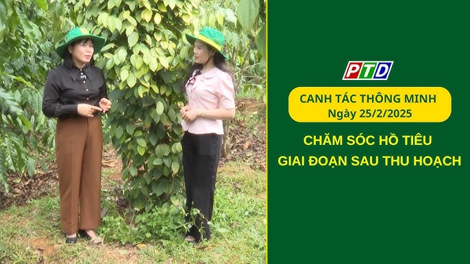 CÁCH CHĂM SÓC CÂY HỒ TIÊU SAU THU HOẠCH HIỆU QUẢ: QUY TRÌNH PHỤC HỒI CHUYÊN SÂU