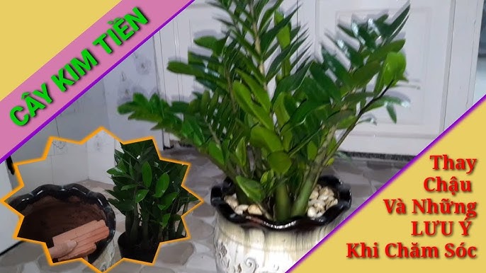 Cây Kim Tiền Cách Chăm Sóc Đúng Chuẩn Chuyên Gia Tại Nhà A-Z