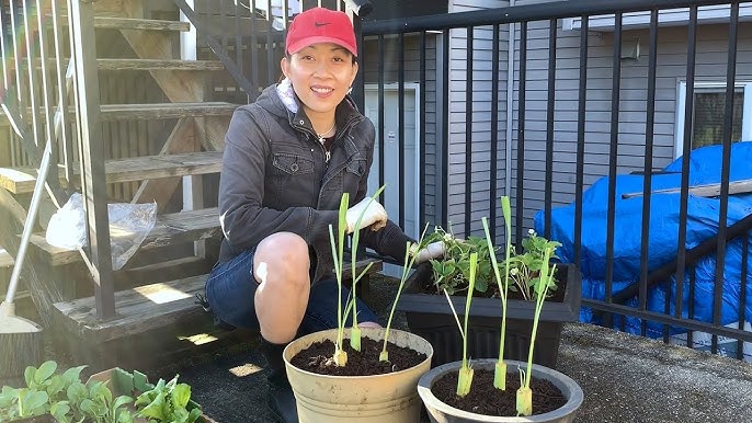 CÁCH TRỒNG CÂY CHIA TẠI NHÀ: Hướng Dẫn Chi Tiết Từ A Đến Z Cho Năng Suất Cao