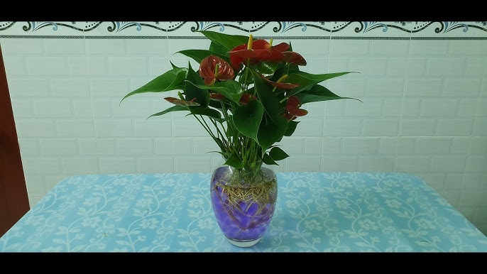 Cách Chăm Cây Hồng Môn Trồng Trong Nước: Hướng Dẫn Chi Tiết Để Cây Ra Hoa Bền Bỉ