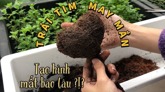 Cách Trồng Cây May Mắn Hình Trái Tim Chi Tiết Từ A Đến Z
