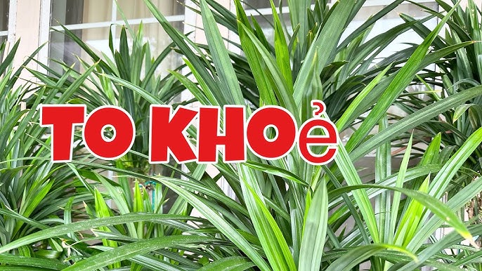 Cách Trồng Cây Lá Màu Đạt Năng Suất Cao và Giữ Hương Thơm Đặc Trưng