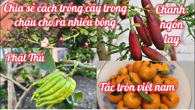 Cách Trồng Cây Phật Thủ Trong Chậu: Hướng Dẫn Chi Tiết Để Ra Quả Đẹp Dịp Tết