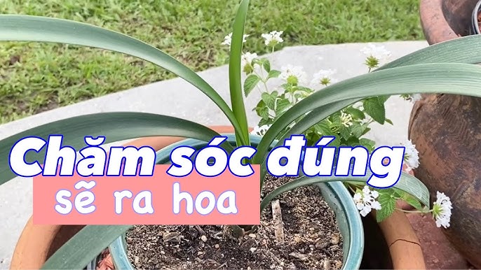Cách Chăm Sóc Hoa Lan Quân Tử: Hướng Dẫn Chi Tiết Để Cây Nở Hoa Rực Rỡ Và Bền Đẹp
