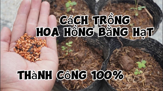 Cách Trồng Hoa Bằng Hạt: Kỹ Thuật Nảy Mầm Và Chăm Sóc Cây Con