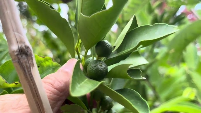 Cách Chăm Sóc Cây Tắc Toàn Diện Trước, Trong Và Sau Tết Nguyên Đán