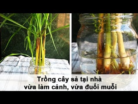 Cách Trồng Cây Sả Đuổi Muỗi Đạt Hiệu Quả Tối Ưu Cho Mọi Gia Đình